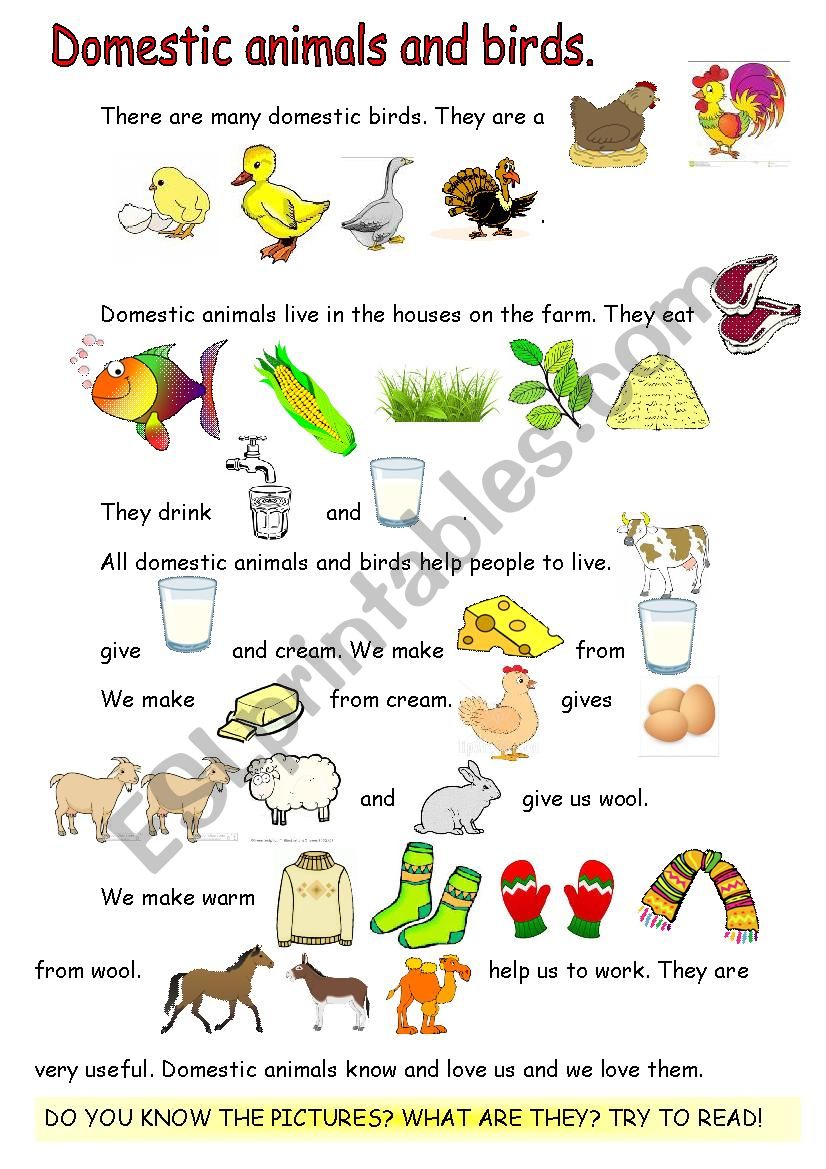 Reading-comprehension. Domestic animals and birds.