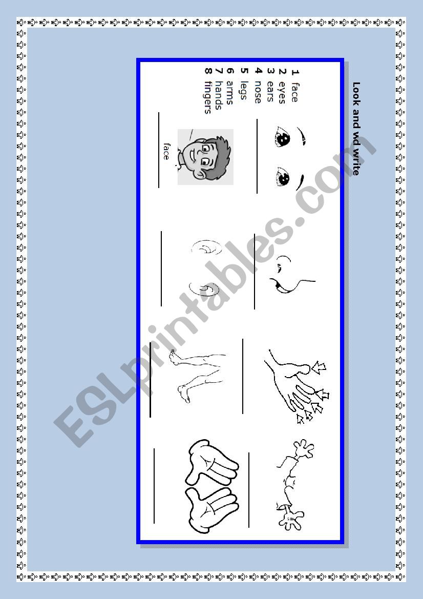 parts of the body worksheet