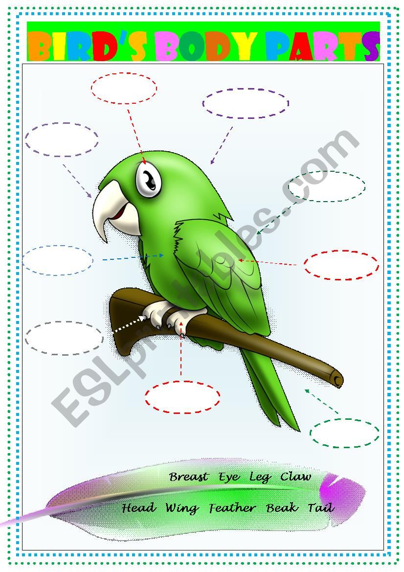 BirdÂ´s body parts worksheet