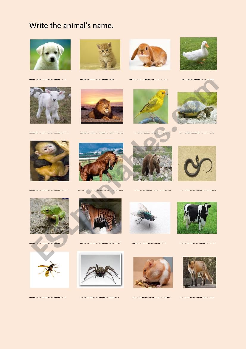 animals worksheet