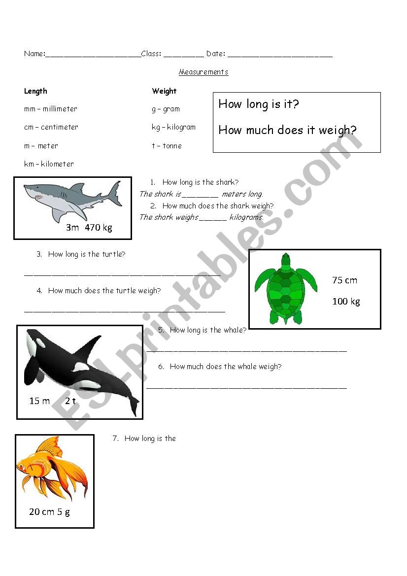 Measurement Worksheet worksheet