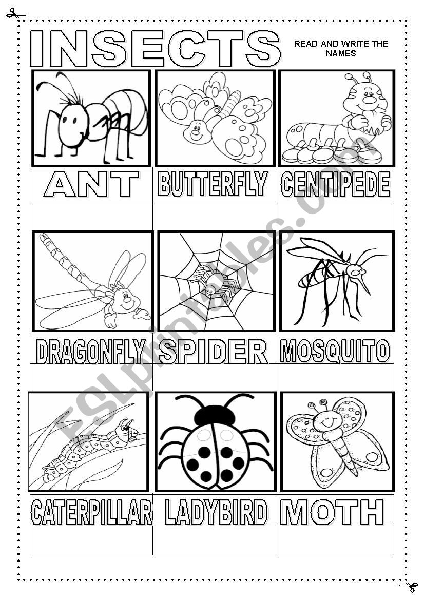 Insects worksheet