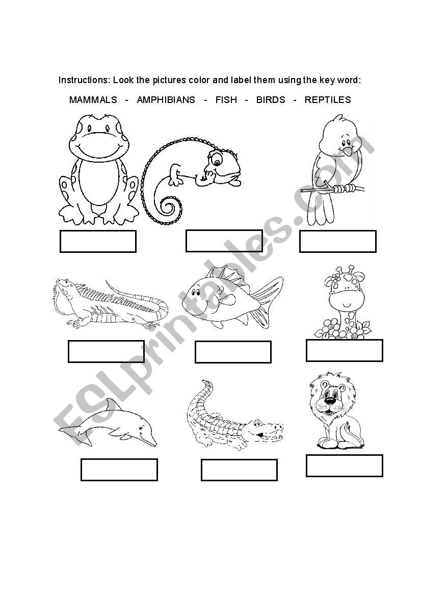 the animals worksheet