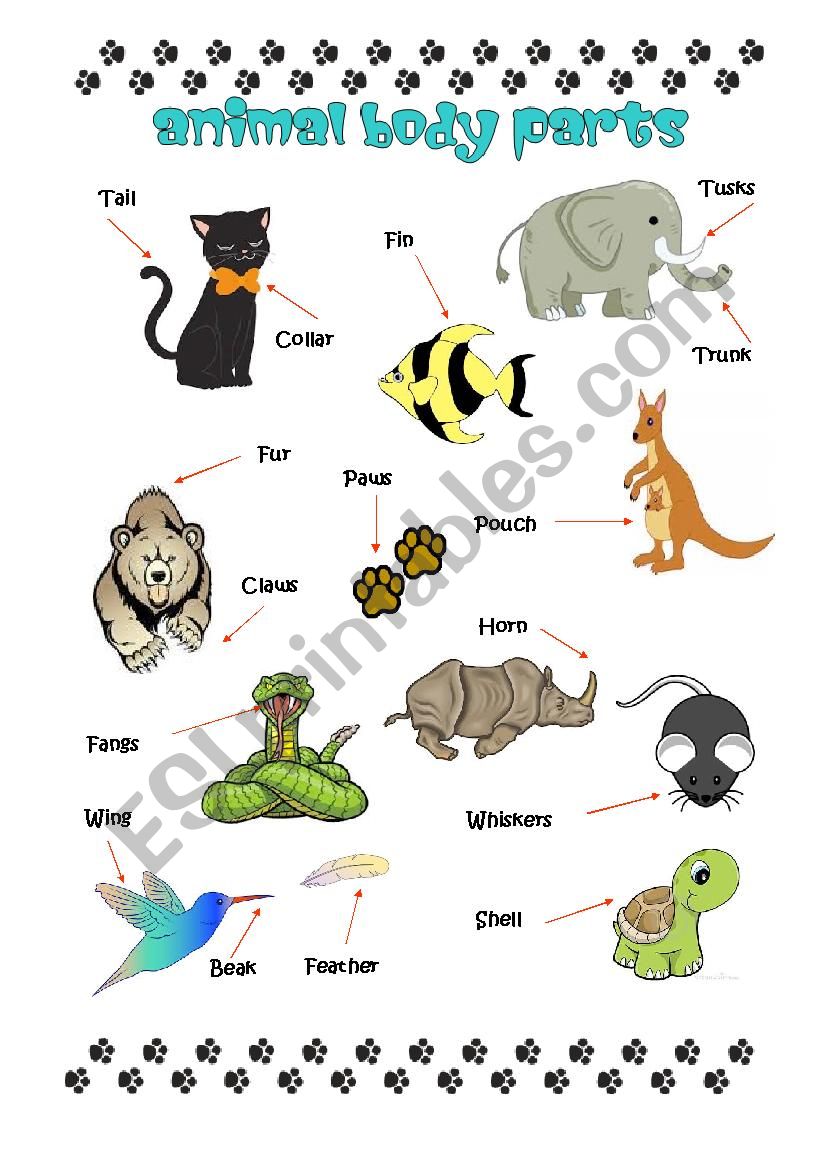 animal-body-parts-english-esl-worksheets-for-distance-learning-and