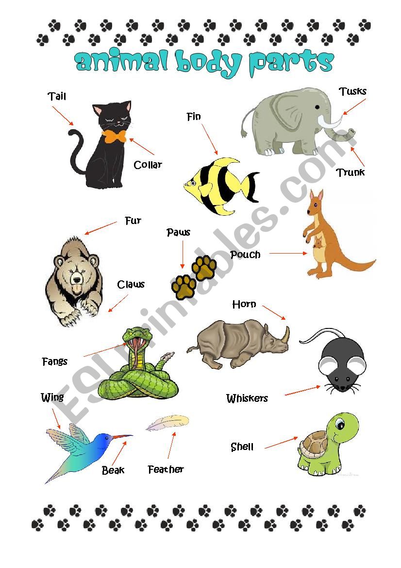 Animal Body Parts Pictionaru worksheet