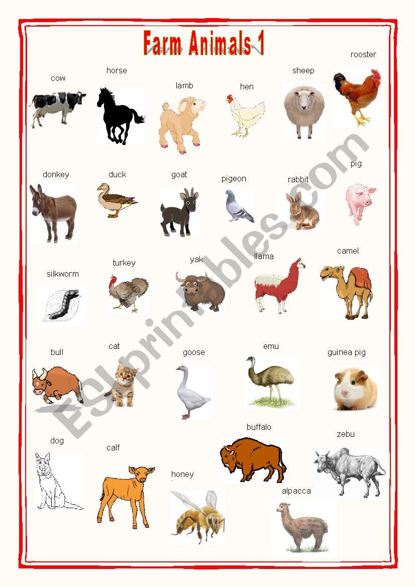 Farm animals Pictionary 1 worksheet