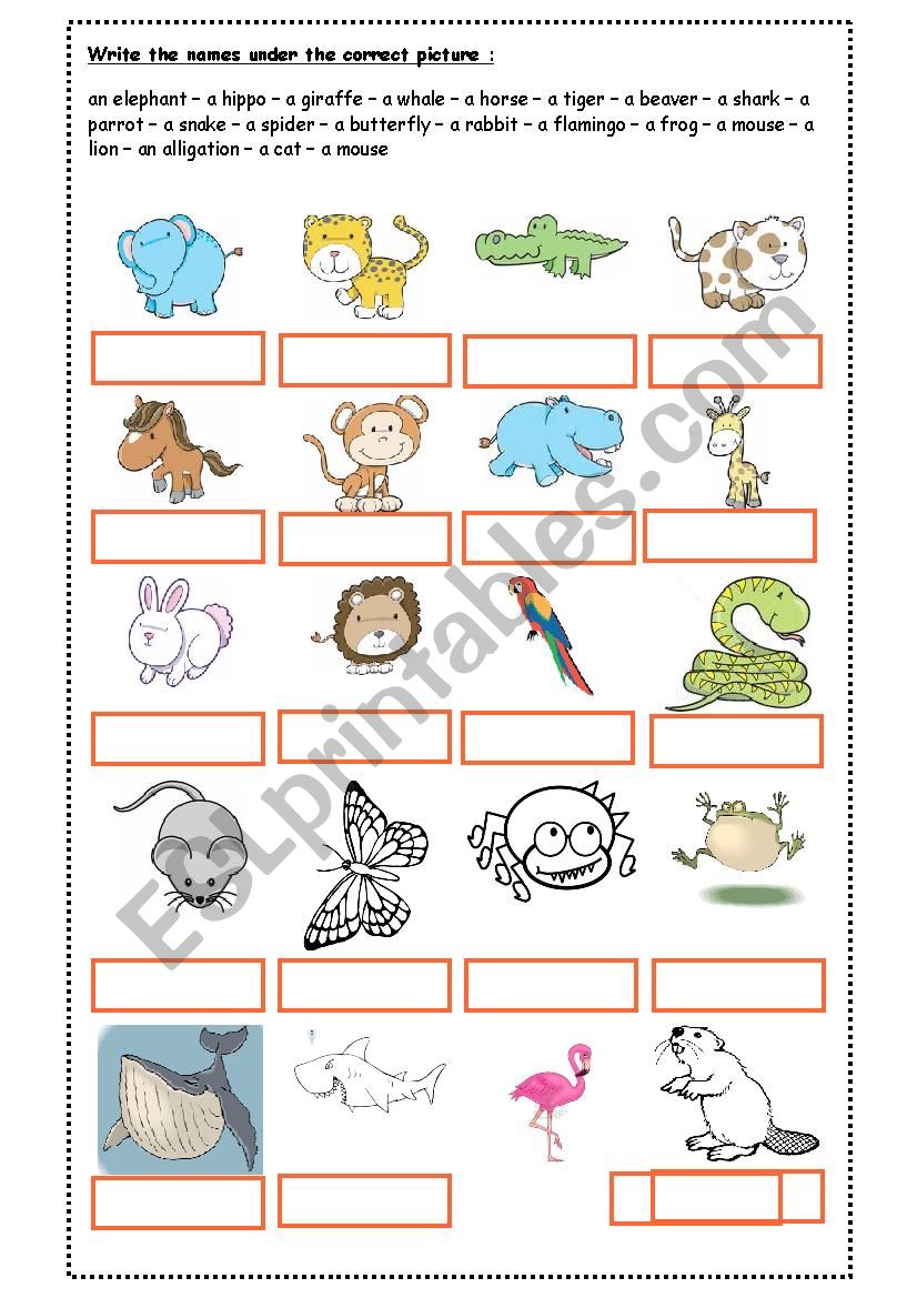 Animal Names worksheet