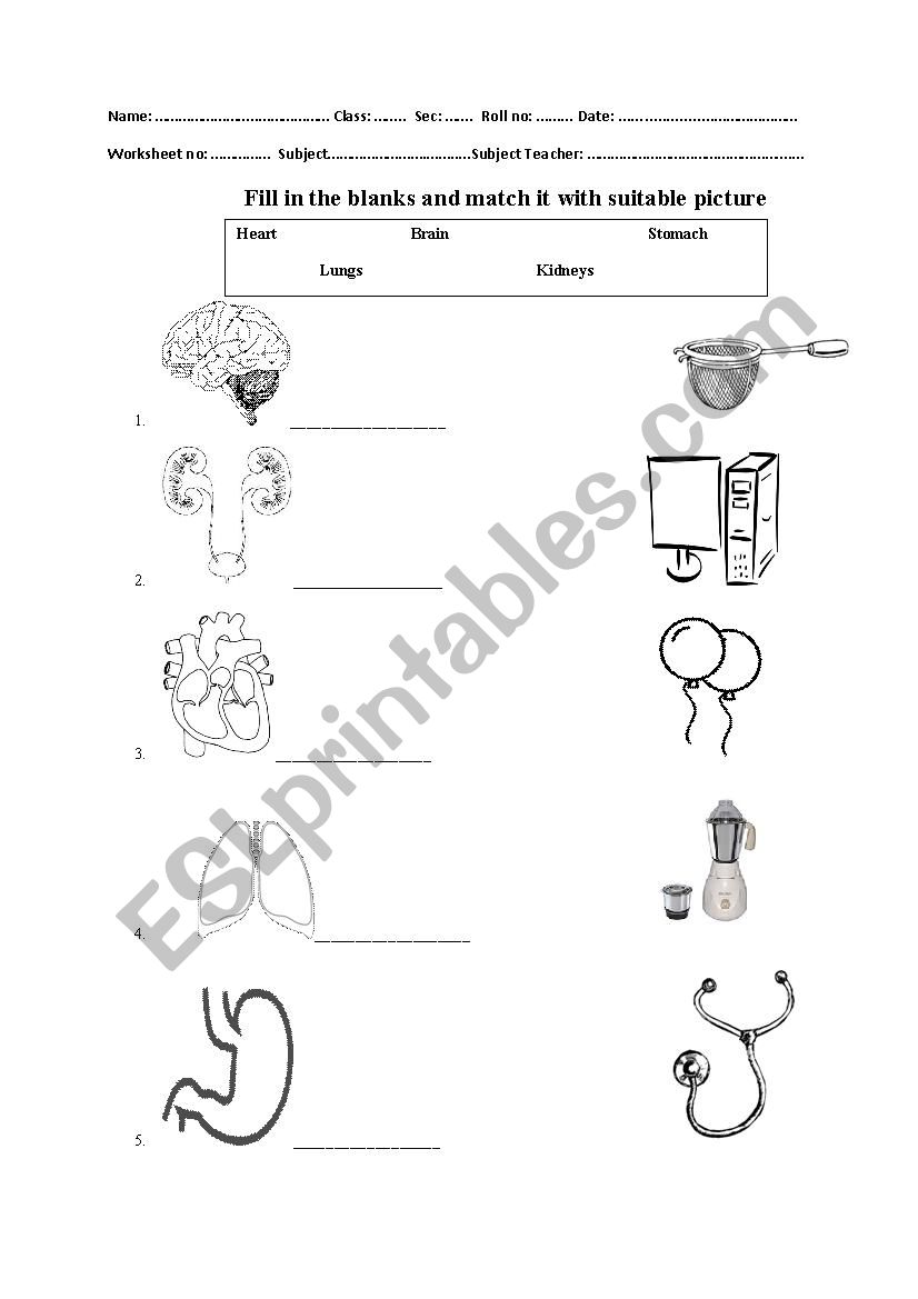 Internal organs worksheet