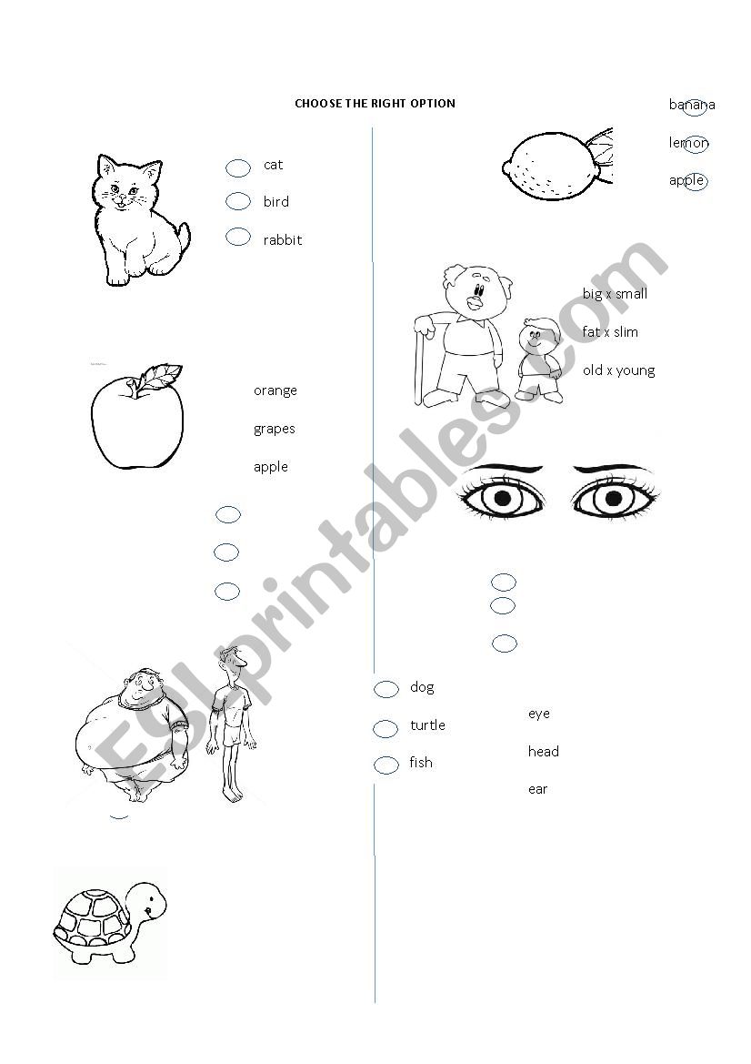 Vocabulary with pictures ( fruits, adjectives, animals, verbs)