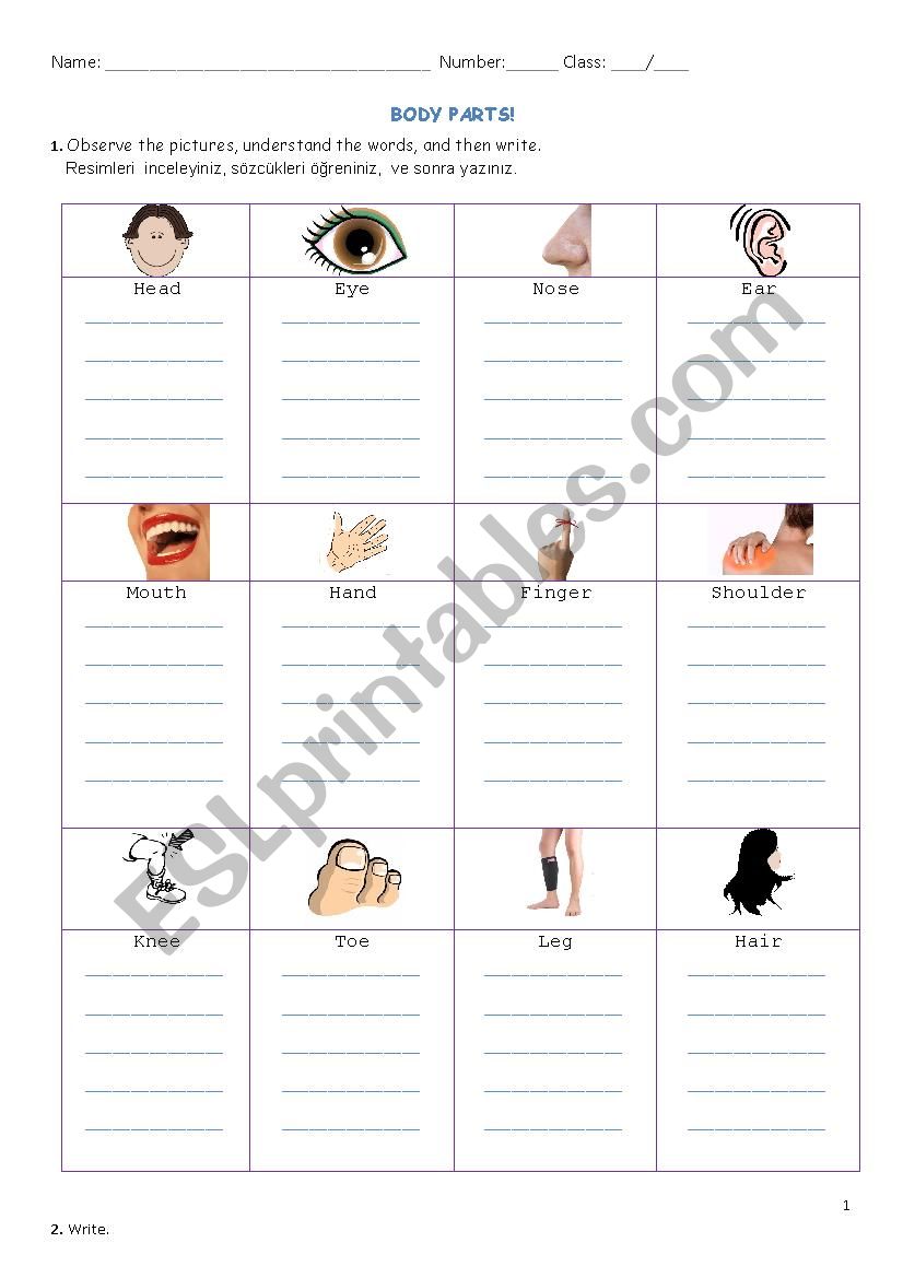 body parts worksheet