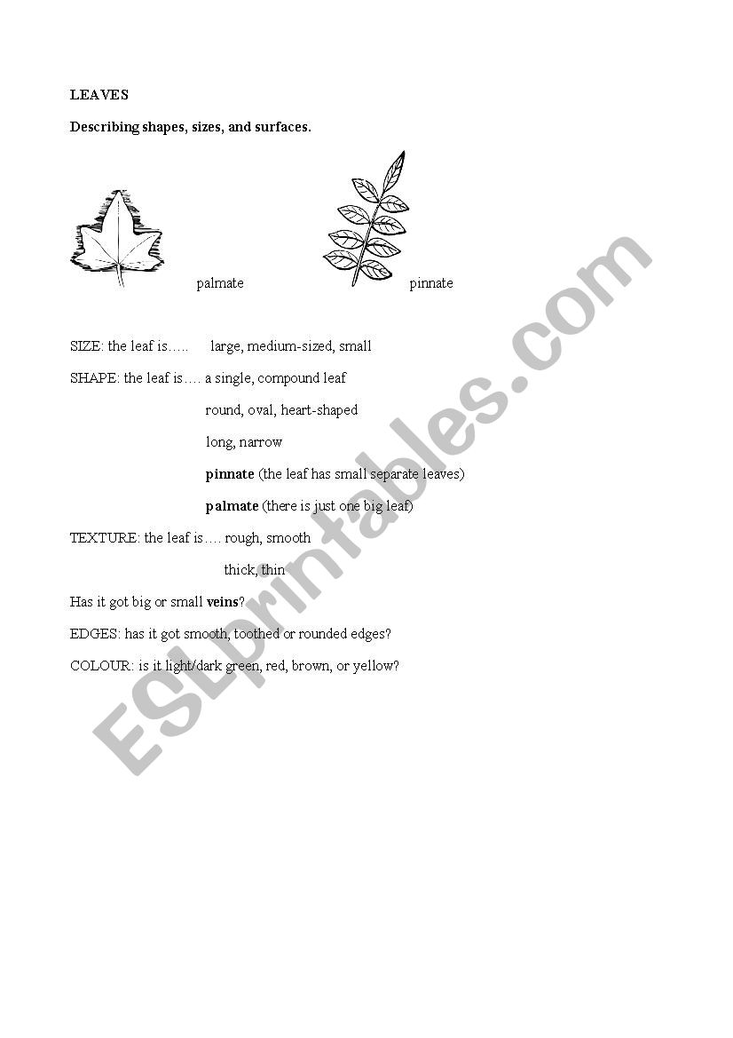 leaves Science worksheet