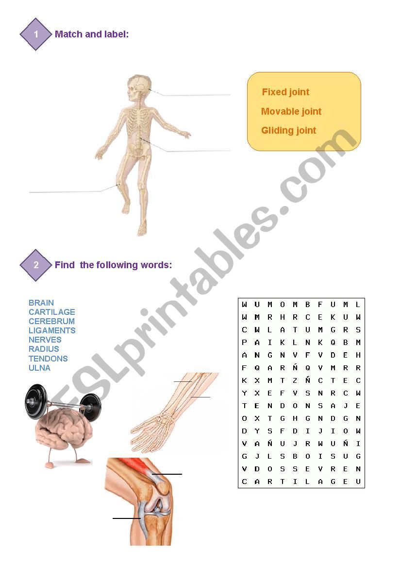 Body worksheet