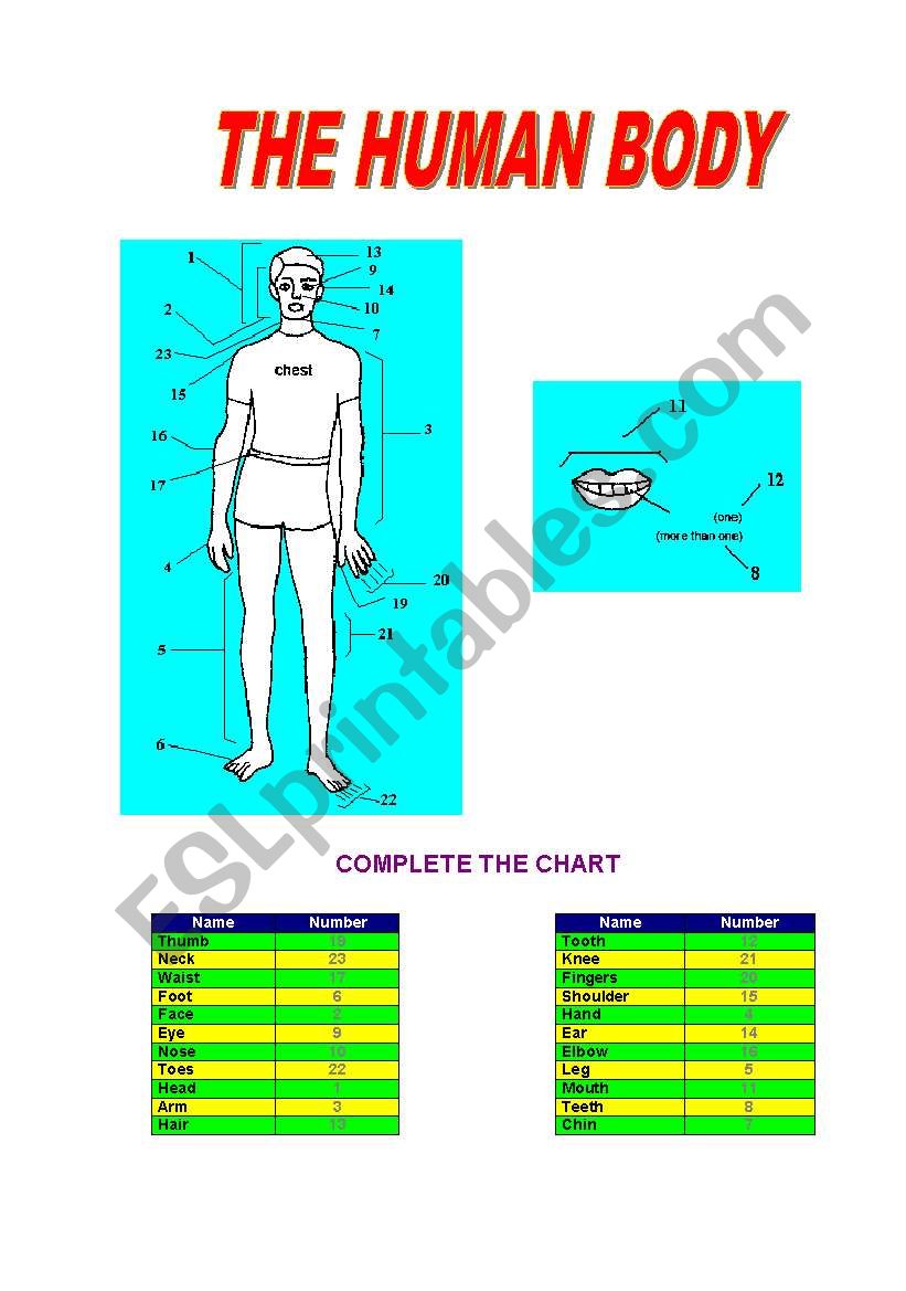 THE HUMAN BODY worksheet