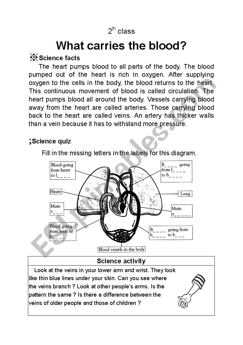 What carries the blood? worksheet