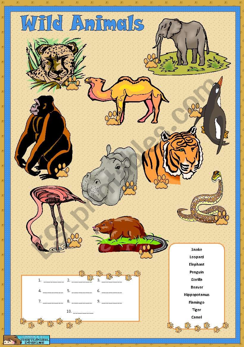 Wild animals worksheet