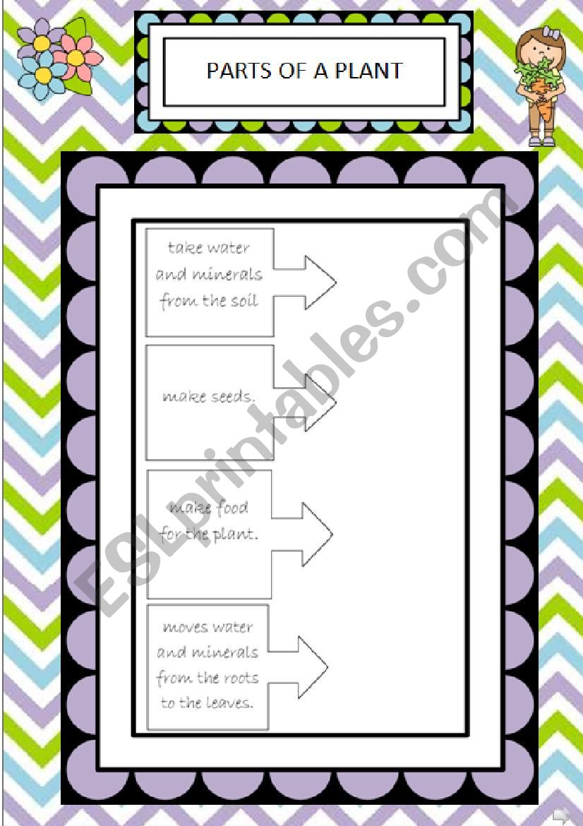 Parts of a plant worksheet