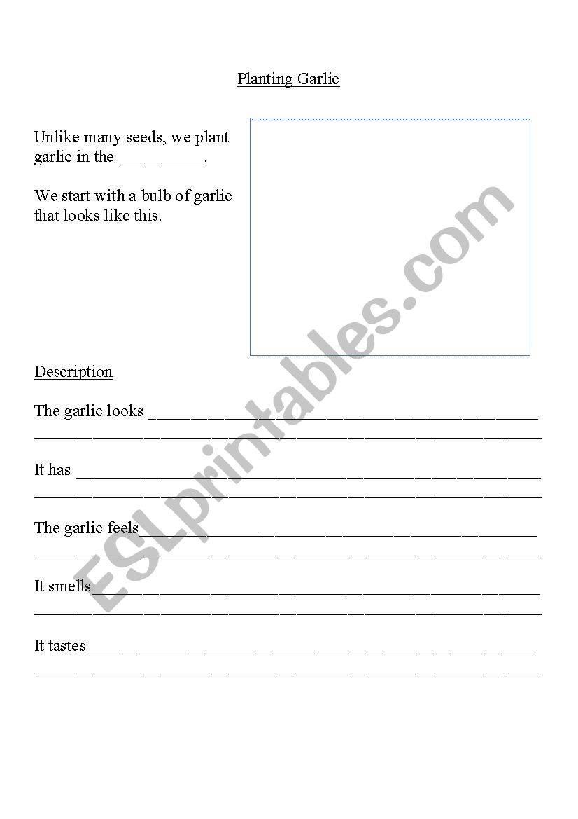 Planting Garlic  worksheet