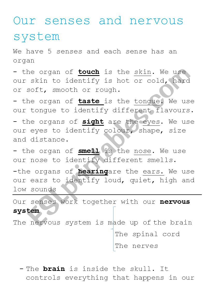 our senses and nervous system worksheet