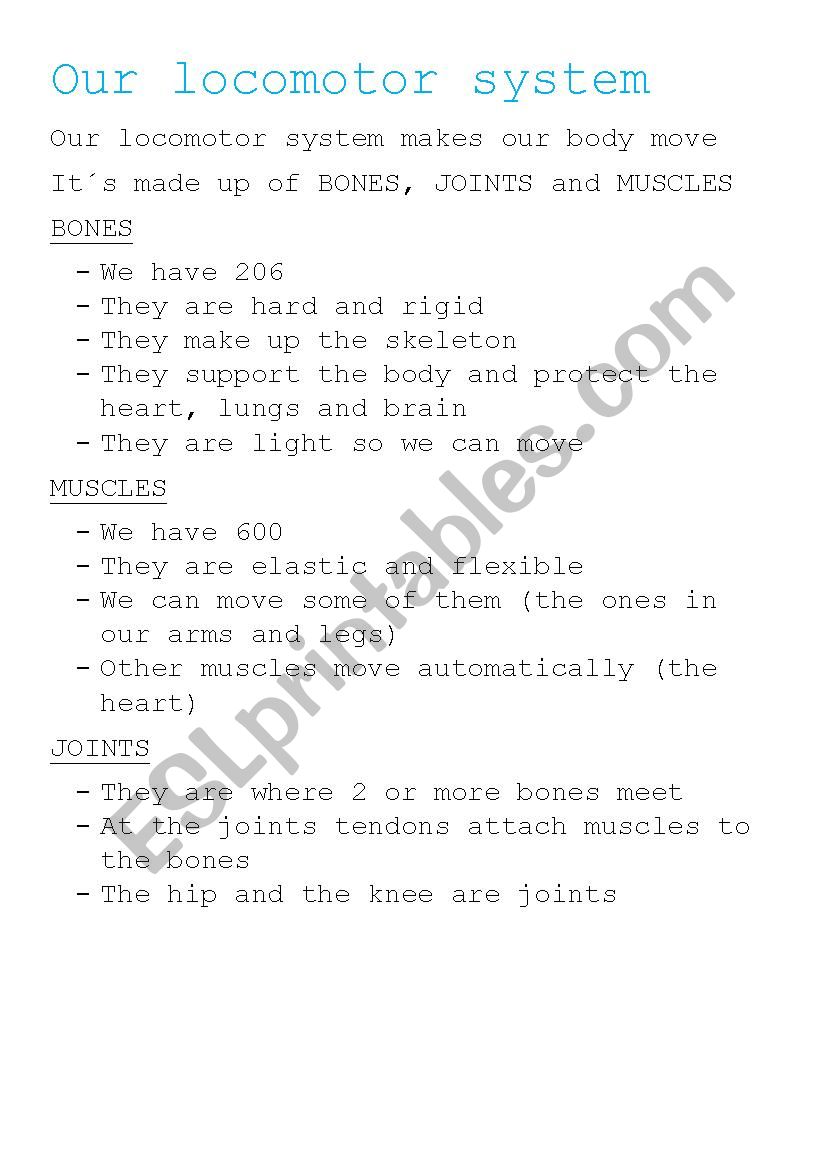 our locomotor system  worksheet