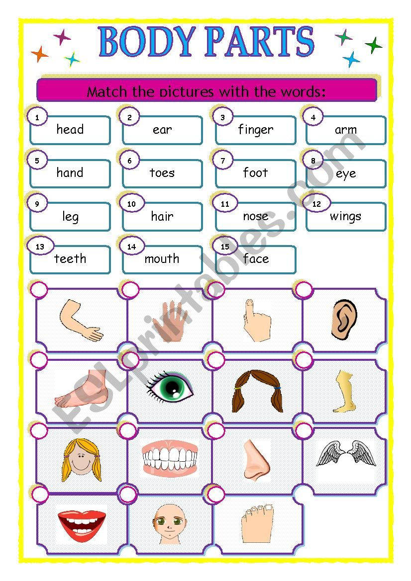 Body parts - matching - ESL worksheet by marta veiga