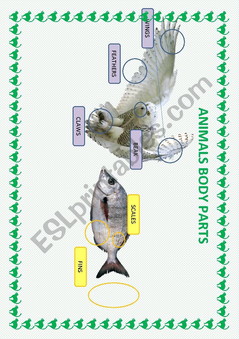 ANIMALS POSTER 3 worksheet