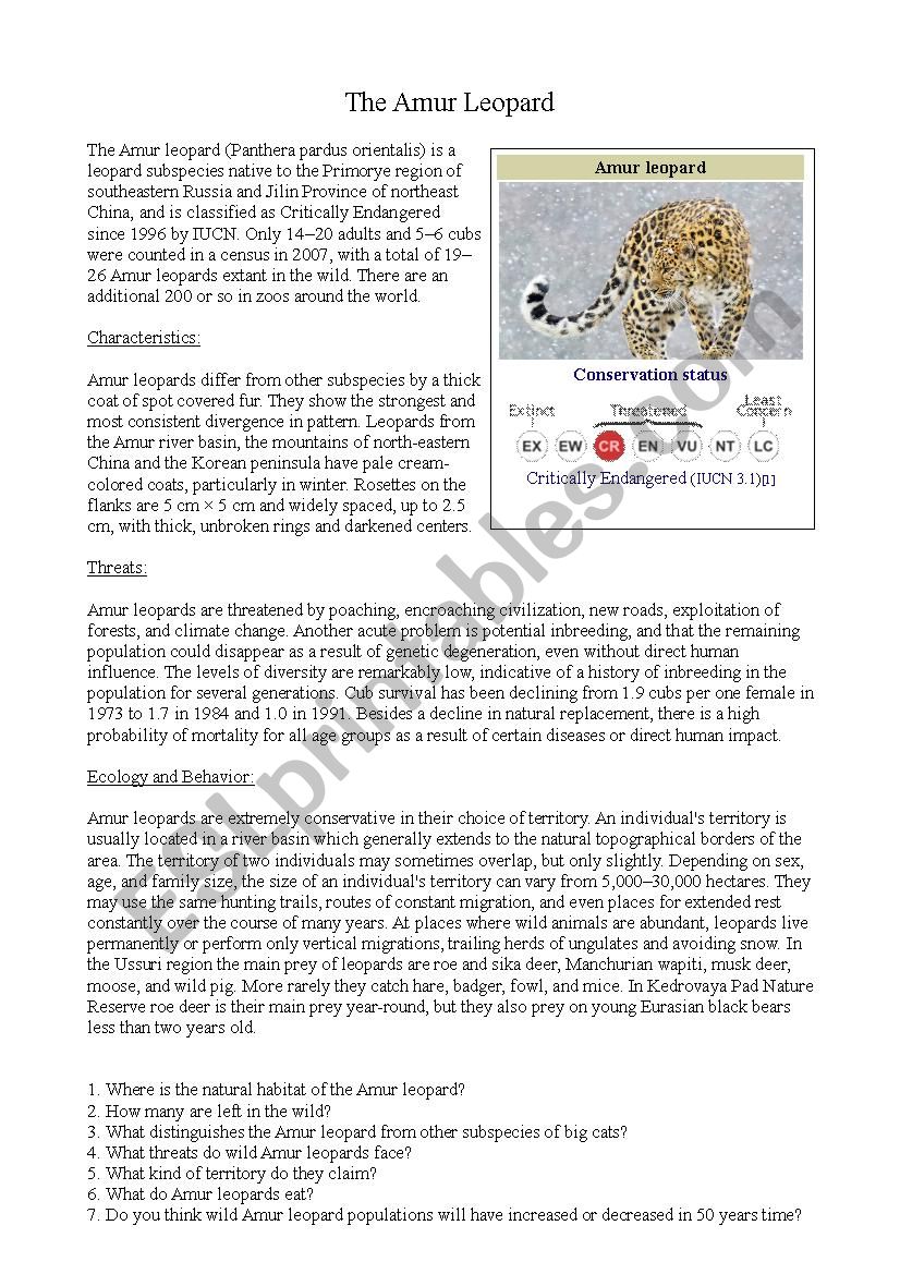 Amur Leopard Worksheet worksheet Amur Leopard Worksheet worksheet