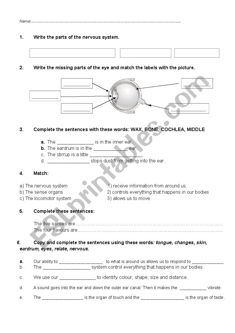 My senses worksheet