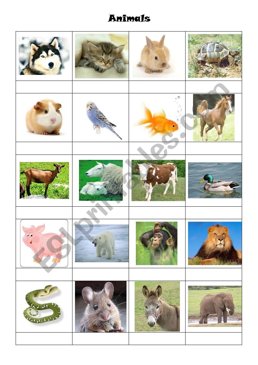 The animals worksheet