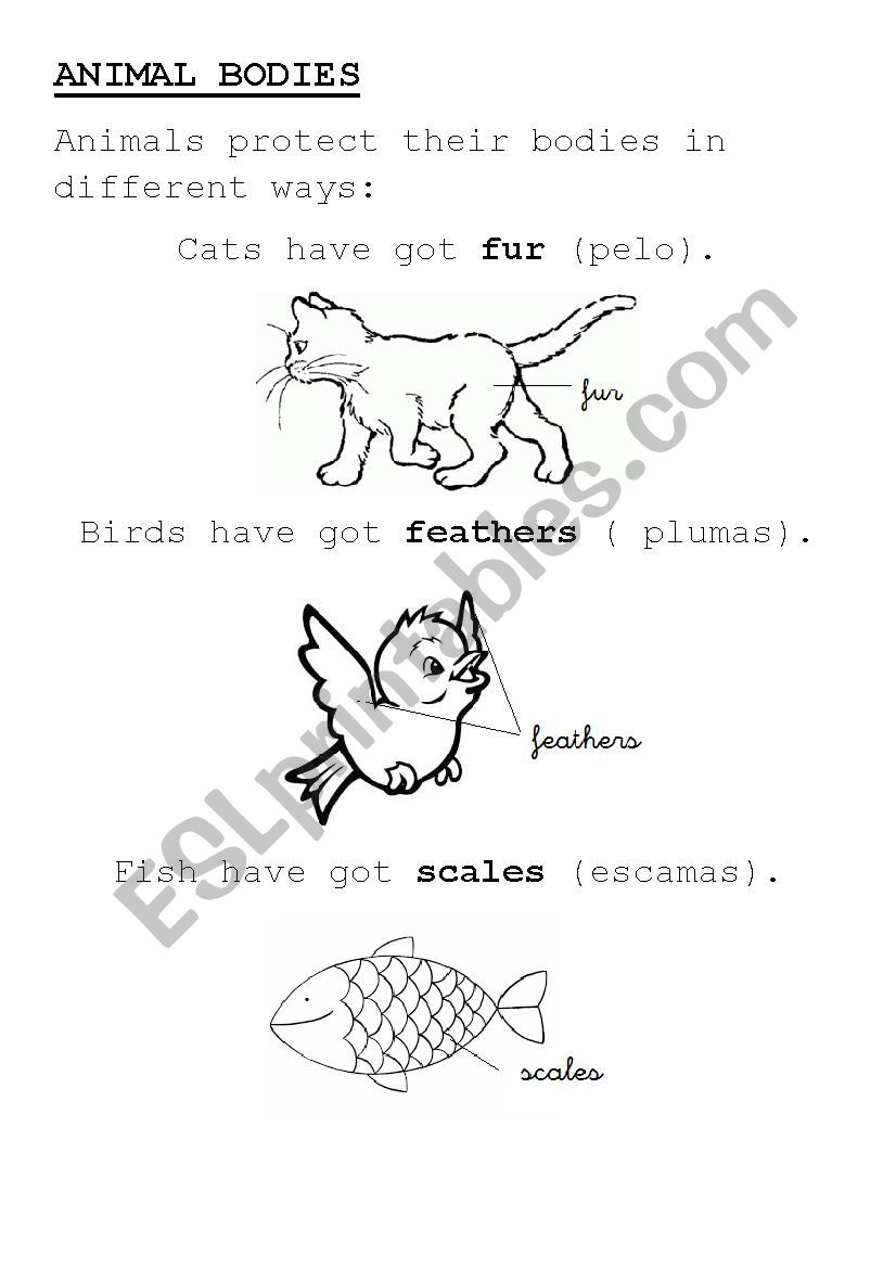 ANIMAL BODIES worksheet