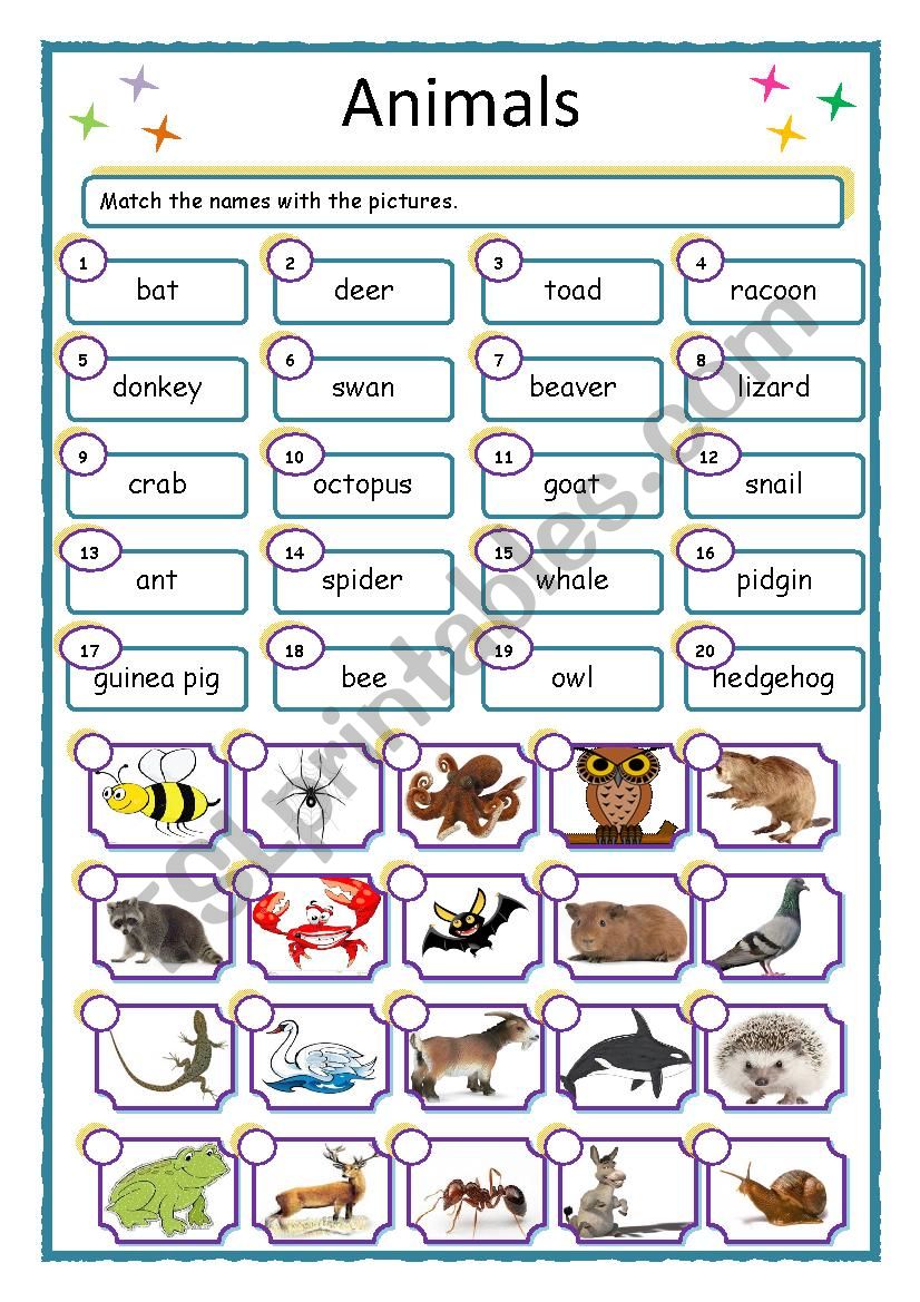 Animals worksheet