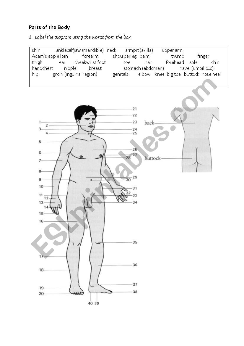 Parts of the Body worksheet