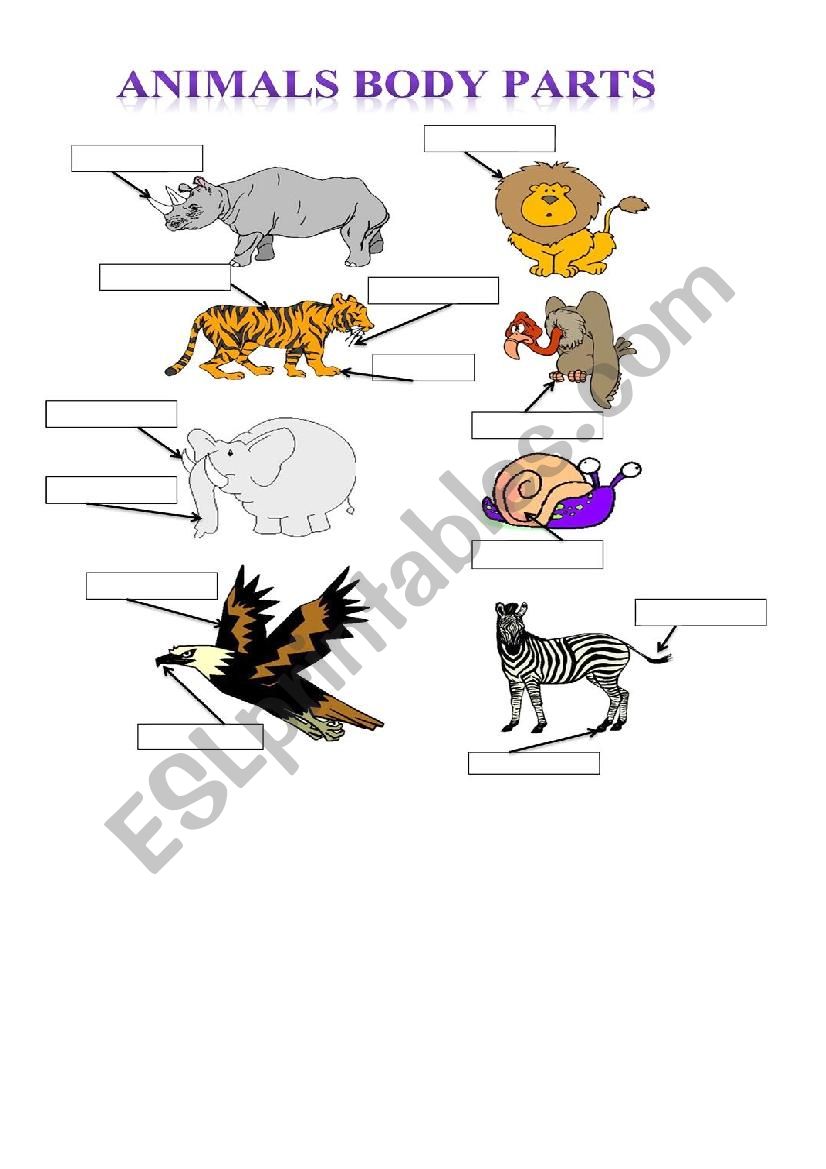 animals body part  worksheet