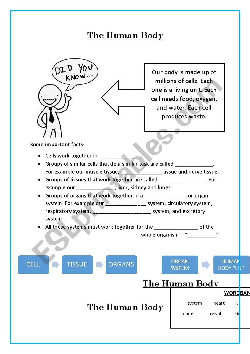 The Human Body worksheet