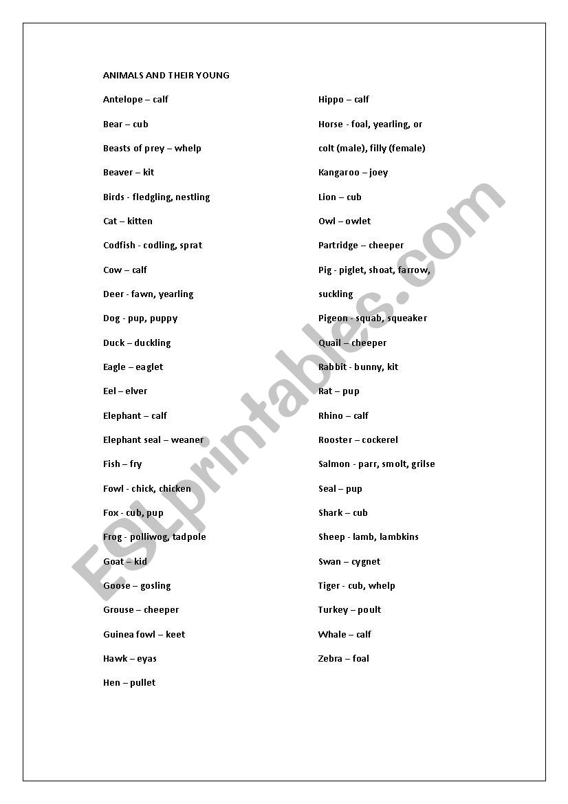 animals and their young worksheet