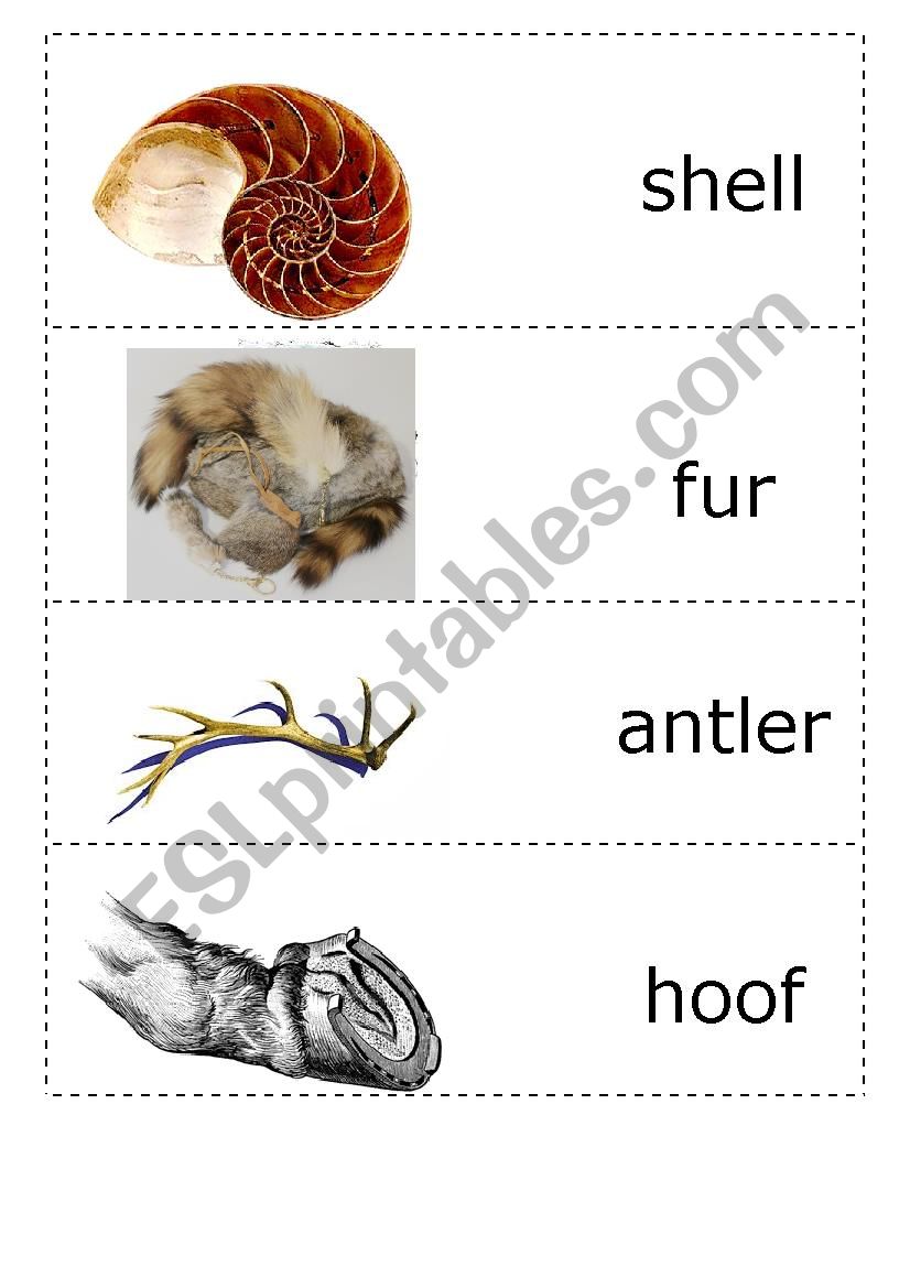 animals body parts 1 worksheet