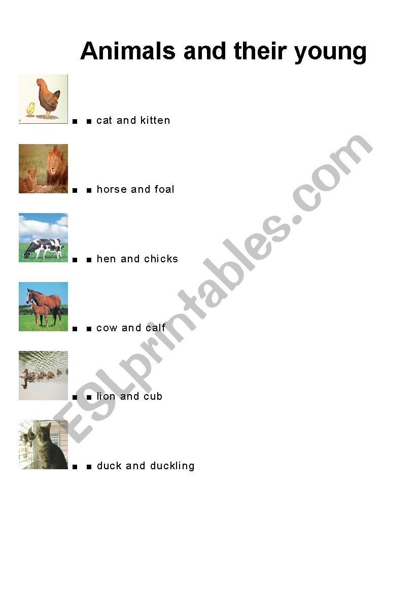 Animals and their young worksheet