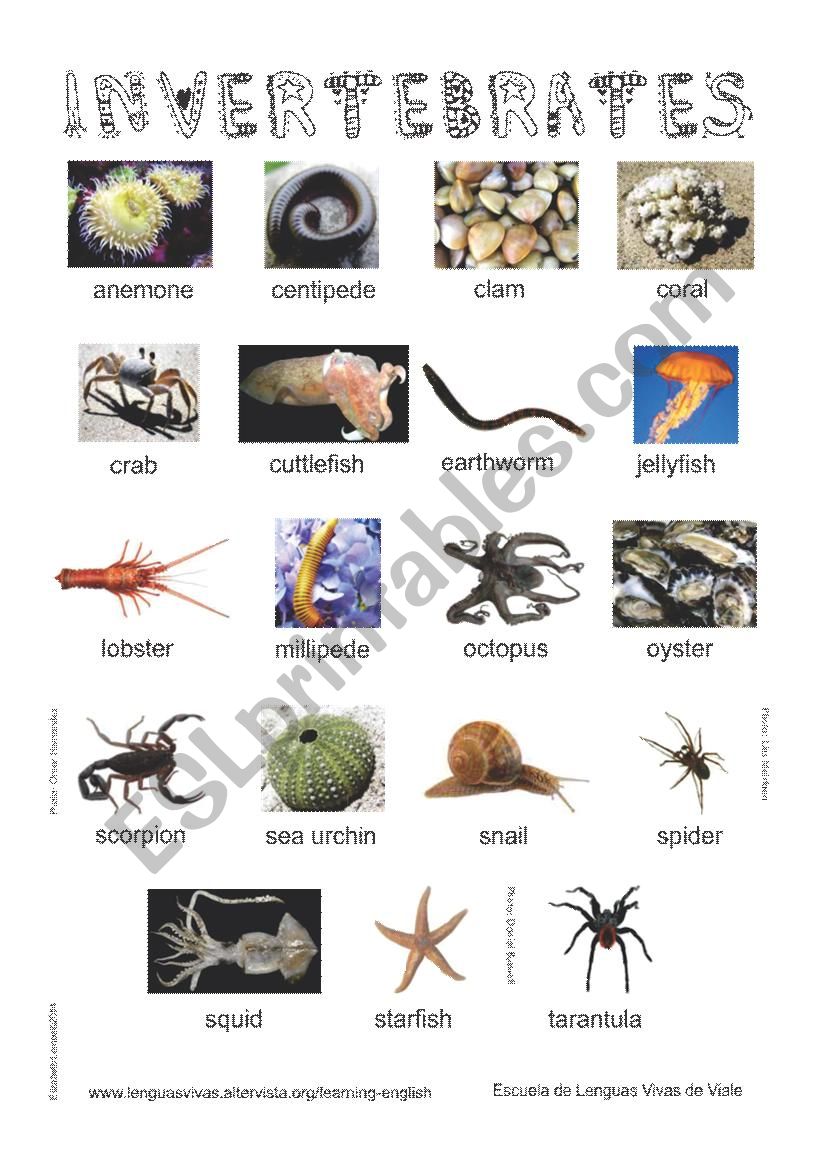 Animals - Invertebrates - ESL worksheet by lisilemos