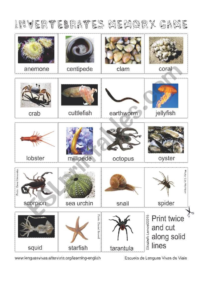 Animals - Invertebrates Memory Game