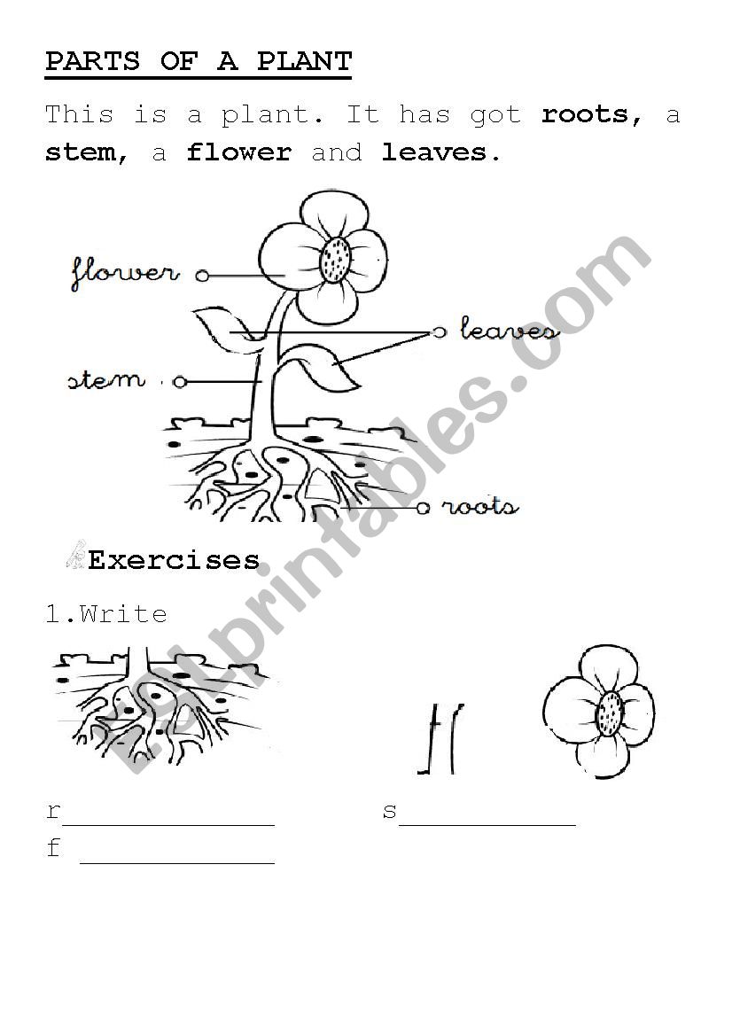 parts of a plant worksheet