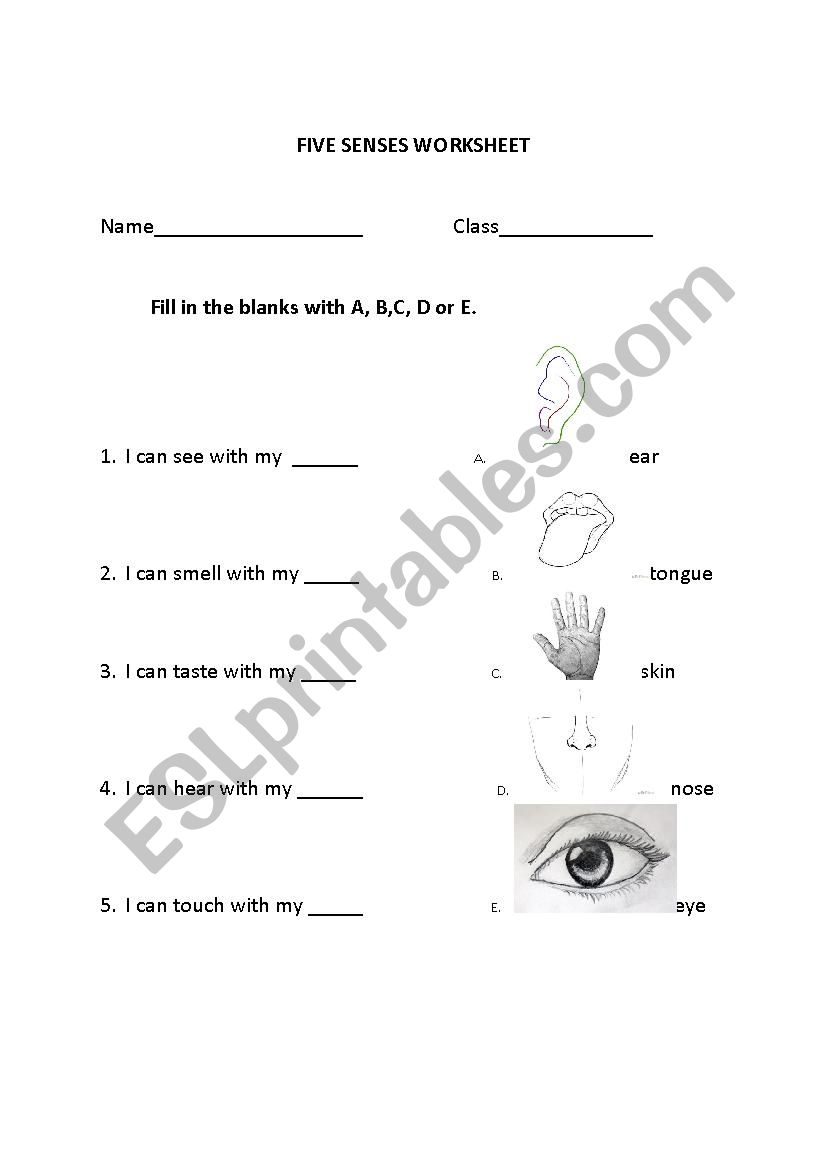 The five Senses worksheet