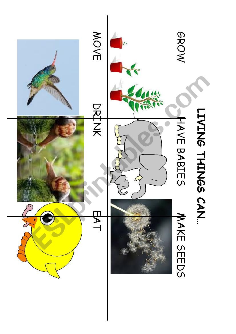 LIVING THINGS LESSON worksheet