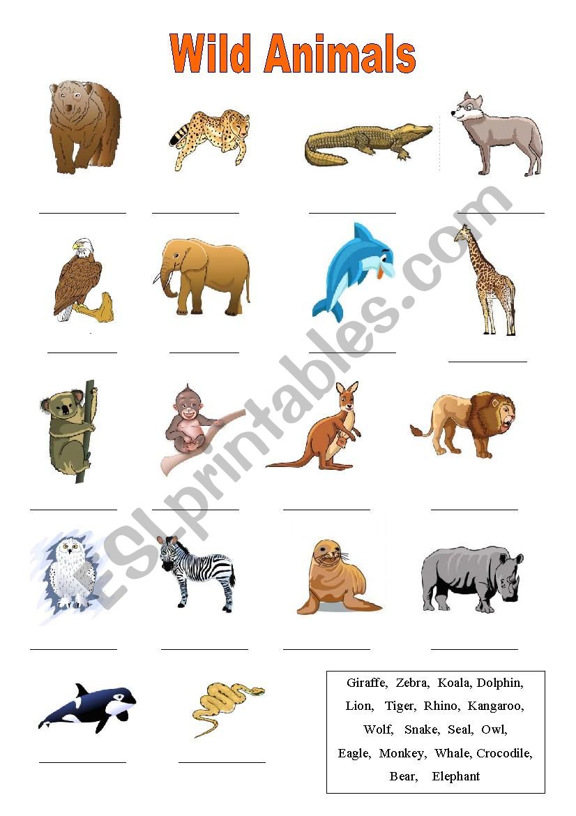 Wild Animals Vocabulary worksheet