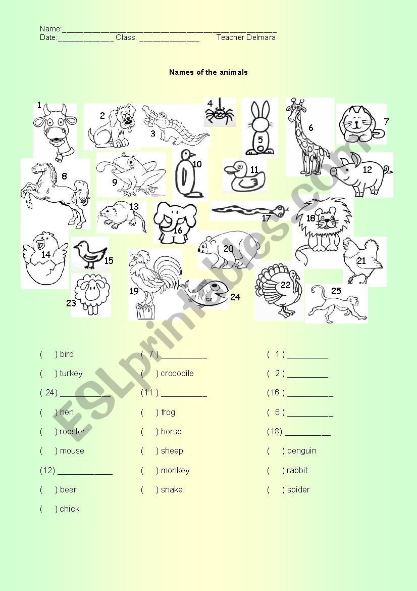 Animals worksheet