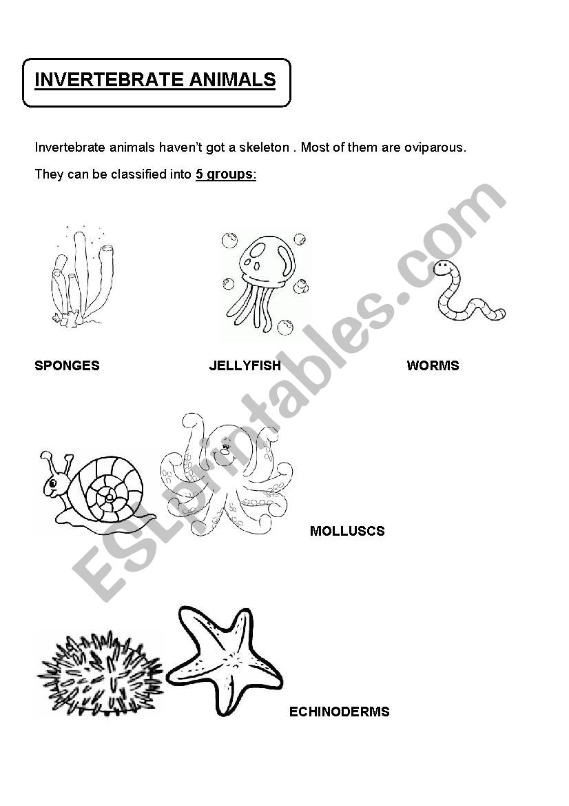 INVERTEBRATE ANIMALS worksheet