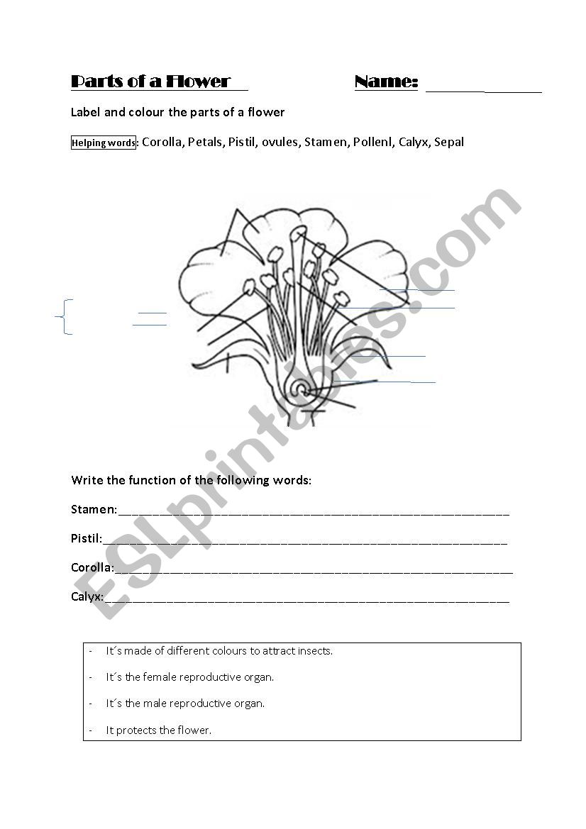 Parts of a flower worksheet
