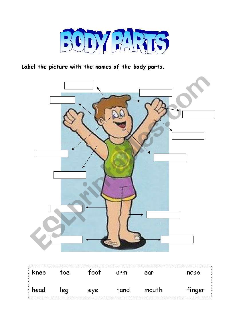 Body parts - Boy worksheet