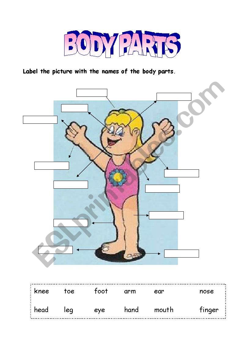 Body parts - Girl worksheet