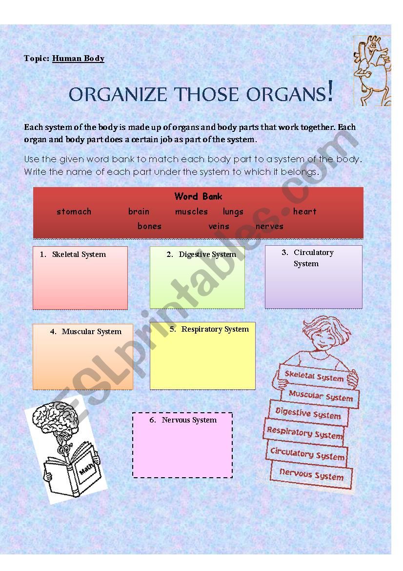 Human Body Systems Voabulary Worksheet