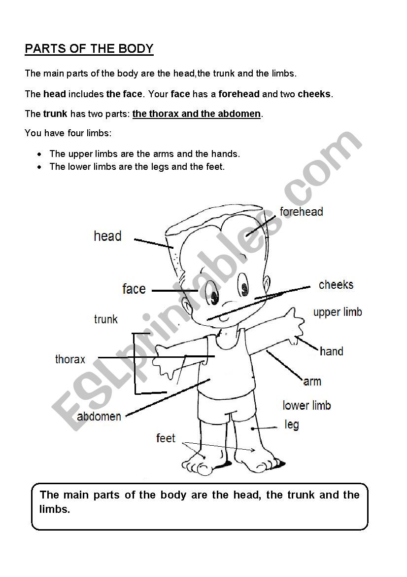 PARTS OF THE BODY worksheet