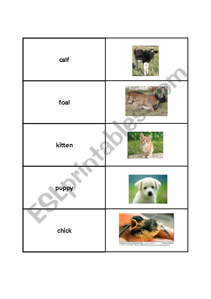 Baby Animal groups ! worksheet
